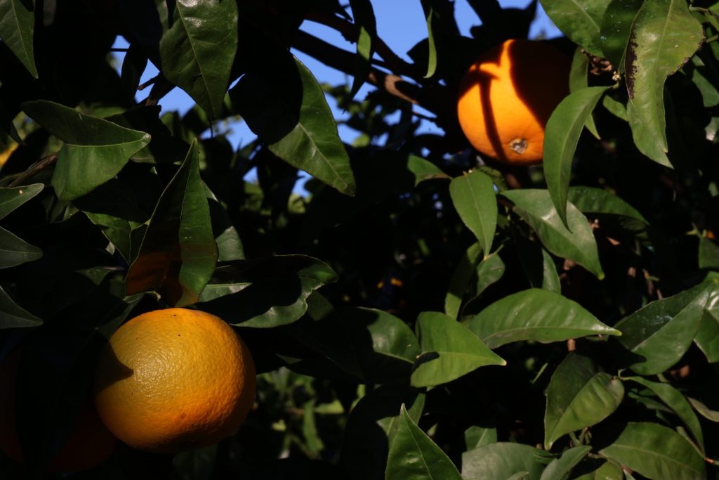 00d09e8f-32b7-4602-a0e7-b76ac73ff378