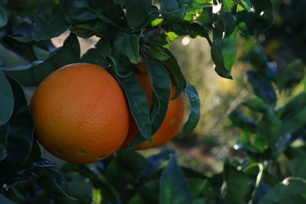 cf368afe-6f36-412a-b07c-439ccf0f1a81